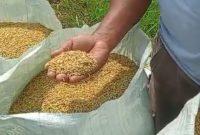 Petani Pasiran Jaya, Tulang Bawang Bapak Ribut