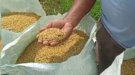 Petani Pasiran Jaya, Tulang Bawang Bapak Ribut