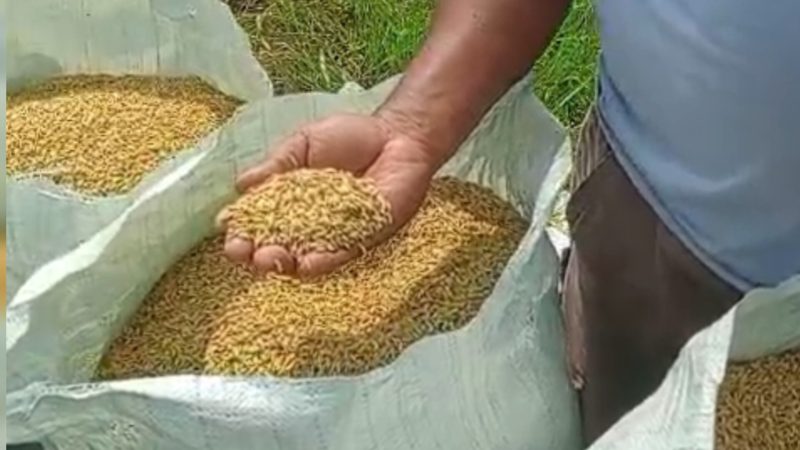 Petani Pasiran Jaya, Tulang Bawang Bapak Ribut