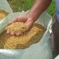 Petani Pasiran Jaya, Tulang Bawang Bapak Ribut