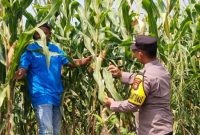 Bripka Aditya Arisandi, S.H., menyambangi warga yang memanfaatkan lahan pekarangan untuk budidaya jagung