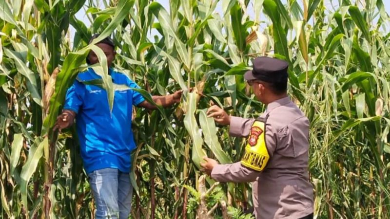 Bripka Aditya Arisandi, S.H., menyambangi warga yang memanfaatkan lahan pekarangan untuk budidaya jagung