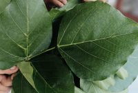 Mengenal Daun Dadap Serep, Herbal Tradisional dengan Segudang Khasiat Kesehatan