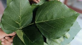 Mengenal Daun Dadap Serep, Herbal Tradisional dengan Segudang Khasiat Kesehatan