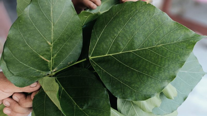 Mengenal Daun Dadap Serep, Herbal Tradisional dengan Segudang Khasiat Kesehatan