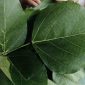 Mengenal Daun Dadap Serep, Herbal Tradisional dengan Segudang Khasiat Kesehatan